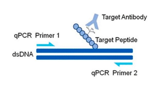 AccuChIP Acetyl-Histone H3 (Lys9) Chromatin Immunoprecipitation Internal Control target-specific spike-in controls that make ChIP experiments more quantitative and accurate