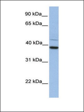 Anti-FKBP8 antibody produced in rabbit affinity isolated antibody