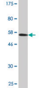 Monoclonal Anti-IER2 antibody produced in mouse clone 3E2, purified immunoglobulin, buffered aqueous solution