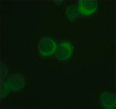 Anti-Spred-2 antibody produced in rabbit ~1&#160;mg/mL, affinity isolated antibody, buffered aqueous solution