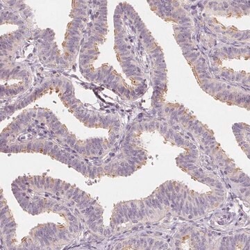 Anti-DRC3 antibody produced in rabbit Prestige Antibodies&#174; Powered by Atlas Antibodies, affinity isolated antibody, buffered aqueous glycerol solution