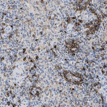 Anti-CD226 antibody produced in rabbit Prestige Antibodies&#174; Powered by Atlas Antibodies, affinity isolated antibody, buffered aqueous glycerol solution