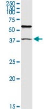 Anti-TRIM63 antibody produced in rabbit purified immunoglobulin, buffered aqueous solution