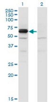 Monoclonal Anti-DPYSL4 antibody produced in mouse clone 1F5, purified immunoglobulin, buffered aqueous solution