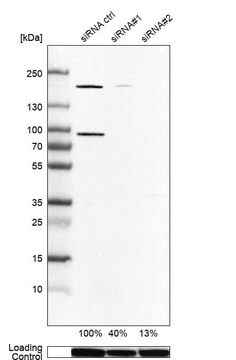 Anti-ARHGEF7 antibody produced in rabbit Prestige Antibodies&#174; Powered by Atlas Antibodies, affinity isolated antibody, buffered aqueous glycerol solution