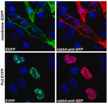 Anti-GFP antibody produced in rabbit