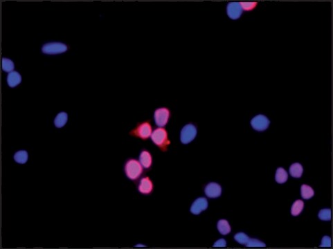 抗HOXD4(C末端)抗体 ウサギ宿主抗体 ~1.0&#160;mg/mL, affinity isolated antibody, buffered aqueous solution