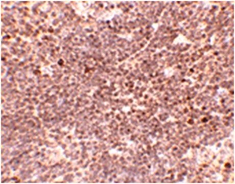 Anti-S1P1 Antibody from rabbit, purified by affinity chromatography