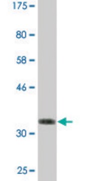 Monoclonal Anti-BFAR antibody produced in mouse clone 1C6, ascites fluid