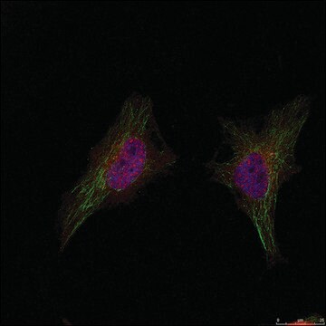 Anti-BRCA1 (Ab-1524) antibody produced in rabbit affinity isolated antibody