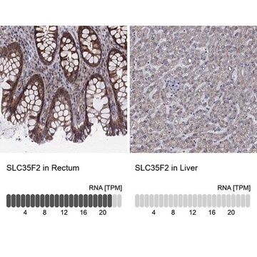 Anti-SLC35F2 antibody produced in rabbit Prestige Antibodies&#174; Powered by Atlas Antibodies, affinity isolated antibody, buffered aqueous glycerol solution