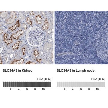 Anti-SLC34A3 antibody produced in rabbit Prestige Antibodies&#174; Powered by Atlas Antibodies, affinity isolated antibody, buffered aqueous glycerol solution