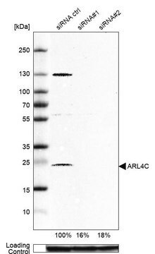 Anti-ARL4C antibody produced in rabbit Prestige Antibodies&#174; Powered by Atlas Antibodies, affinity isolated antibody, buffered aqueous glycerol solution