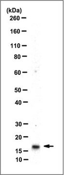 Anti-GRIM-19, clone 1A8 Antibody clone 1A8, from mouse