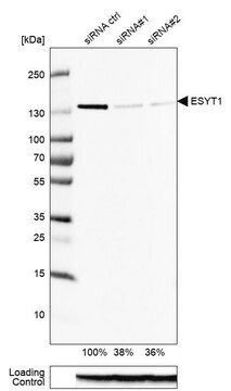 Anti-ESYT1 antibody produced in rabbit Prestige Antibodies&#174; Powered by Atlas Antibodies, affinity isolated antibody, buffered aqueous glycerol solution