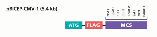 pBICEP-CMV&#8482;-1 Expression Vector