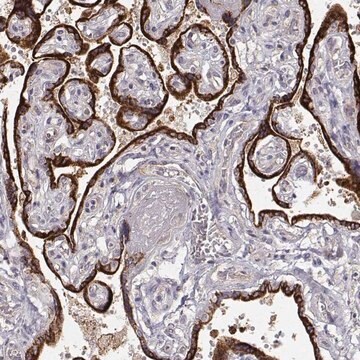 Anti-ARHGAP8 antibody produced in rabbit Prestige Antibodies&#174; Powered by Atlas Antibodies, affinity isolated antibody