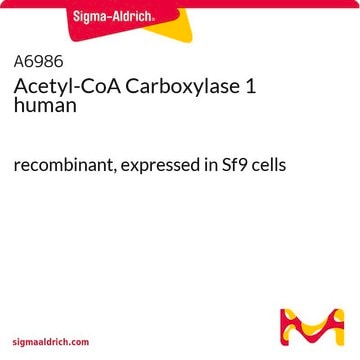 アセチル-CoAカルボキシラーゼ1 ヒト recombinant, expressed in Sf9 cells