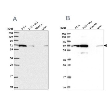 Anti-IRGQ antibody produced in rabbit Prestige Antibodies&#174; Powered by Atlas Antibodies, affinity isolated antibody