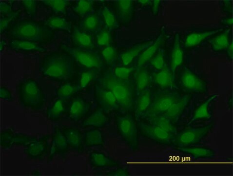 Monoclonal Anti-YBX1 antibody produced in mouse clone 4F12, purified immunoglobulin, buffered aqueous solution