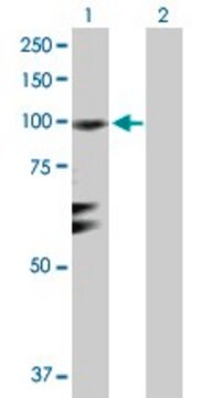 Anti-RGL1 antibody produced in rabbit purified immunoglobulin, buffered aqueous solution