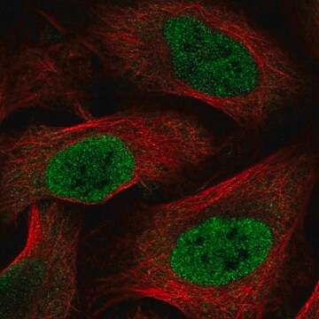 Anti-HOXC6 antibody produced in rabbit Prestige Antibodies&#174; Powered by Atlas Antibodies, affinity isolated antibody