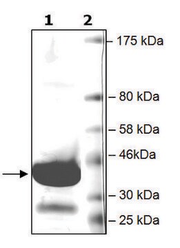 BRD4 (342-460) GST tag human recombinant, expressed in E. coli, &#8805;75% (SDS-PAGE)