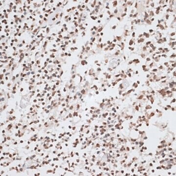 Anti-Histone H2AX antibody produced in rabbit