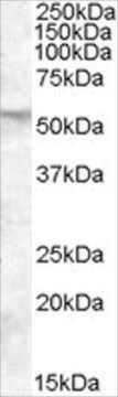 Anti-FKBP4/FKBP52 antibody produced in goat affinity isolated antibody, buffered aqueous solution