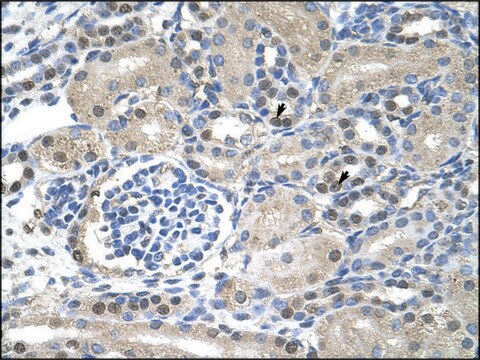 Anti-NXF1 antibody produced in rabbit IgG fraction of antiserum