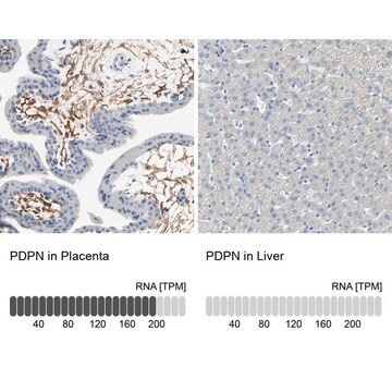 抗PDPN ウサギ宿主抗体 Prestige Antibodies&#174; Powered by Atlas Antibodies, affinity isolated antibody, buffered aqueous glycerol solution