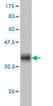 Monoclonal Anti-DUB3 antibody produced in mouse clone 3G12, purified immunoglobulin, buffered aqueous solution