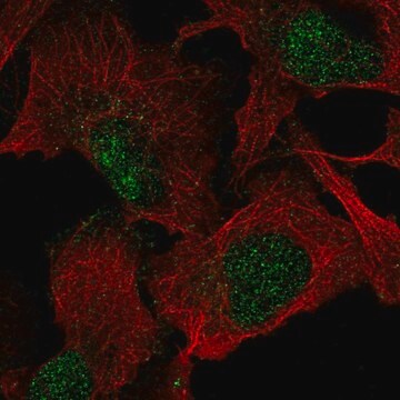 Anti-VGLL1 antibody produced in rabbit Prestige Antibodies&#174; Powered by Atlas Antibodies, affinity isolated antibody