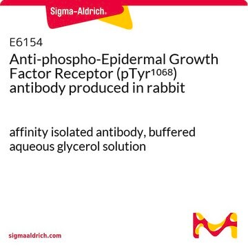 Anti-phospho-Epidermal Growth Factor Receptor (pTyr1068) antibody produced in rabbit affinity isolated antibody, buffered aqueous glycerol solution