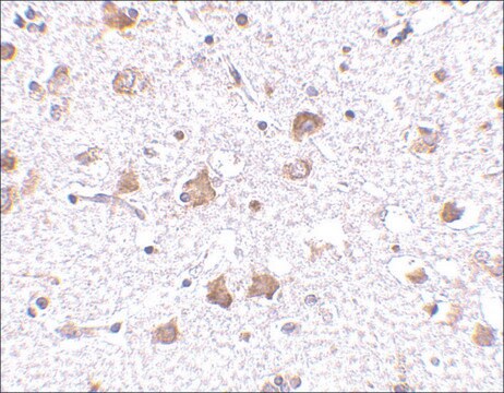 Anti-MANF antibody produced in rabbit affinity isolated antibody, buffered aqueous solution