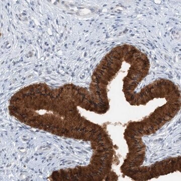 Anti-ASCL4 antibody produced in rabbit Prestige Antibodies&#174; Powered by Atlas Antibodies, affinity isolated antibody, buffered aqueous glycerol solution