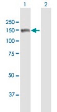 Anti-MMRN2 antibody produced in mouse purified immunoglobulin, buffered aqueous solution