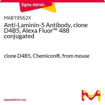 Anti-Laminin-5 Antibody, clone D4B5, Alexa Fluor&#8482; 488 conjugated clone D4B5, Chemicon&#174;, from mouse