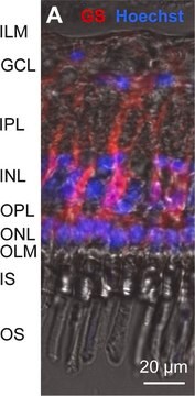 Anti-Glutamine Synthetase Antibody, clone GS-6 clone GS-6, Chemicon&#174;, from mouse