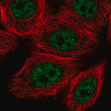 Anti-VDR antibody produced in rabbit Prestige Antibodies&#174; Powered by Atlas Antibodies, affinity isolated antibody