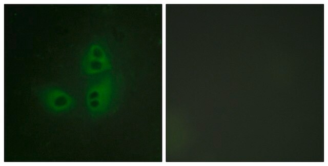 Anti-NNOS antibody produced in rabbit affinity isolated antibody