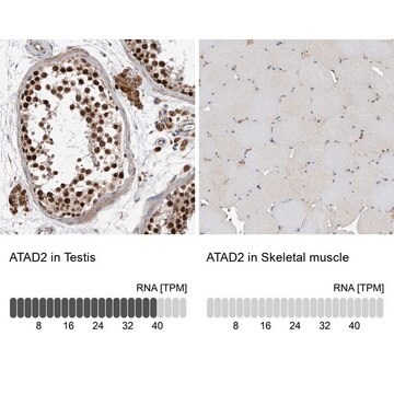 Anti-ATAD2 antibody produced in rabbit Prestige Antibodies&#174; Powered by Atlas Antibodies, affinity isolated antibody, buffered aqueous glycerol solution