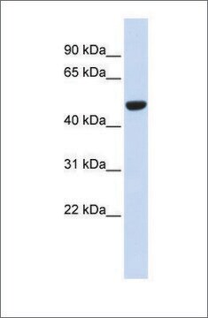 Anti-IDH2 antibody produced in rabbit affinity isolated antibody