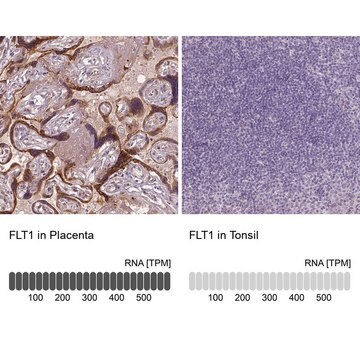 Monoclonal Anti-FLT1 antibody produced in mouse Prestige Antibodies&#174; Powered by Atlas Antibodies, clone CL0344, purified immunoglobulin, buffered aqueous glycerol solution