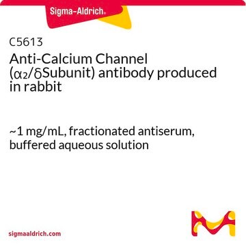 Anti-Calcium Channel (&#945;2/&#948;Subunit) antibody produced in rabbit ~1&#160;mg/mL, fractionated antiserum, buffered aqueous solution