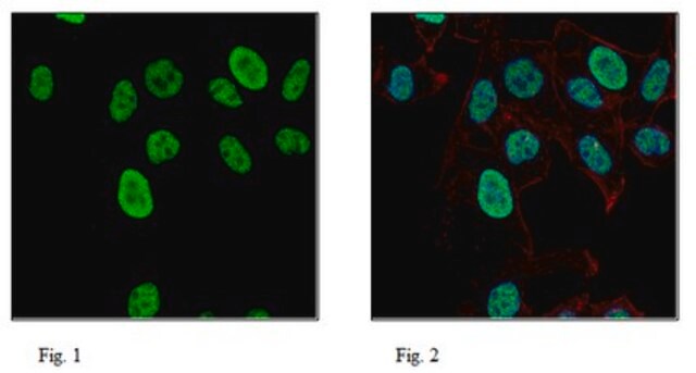 Anti-ADAR2 Antibody, clone 2D1.1 clone 2D1.1, 1&#160;mg/mL, from mouse