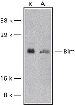 Anti-Bim antibody produced in rabbit affinity isolated antibody, buffered aqueous solution