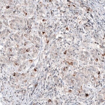 Monoclonal Anti-SCGB2A2 antibody produced in mouse Prestige Antibodies&#174; Powered by Atlas Antibodies, clone CL8892, purified immunoglobulin, buffered aqueous glycerol solution