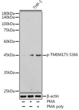 Anti-Phospho-TMEM173-S366 antibody produced in rabbit