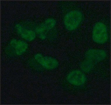 Monoclonal Anti-phospho-RNA polymerase II CTD (pSer2) antibody produced in rat clone 3E7C7, purified from hybridoma cell culture